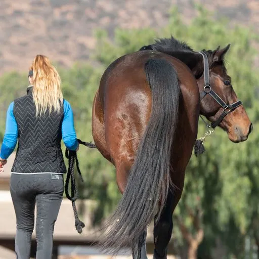 LONG Solid Foundation "Magic Breeches"- Full Seat/Knee Patch Options - 3 Colors