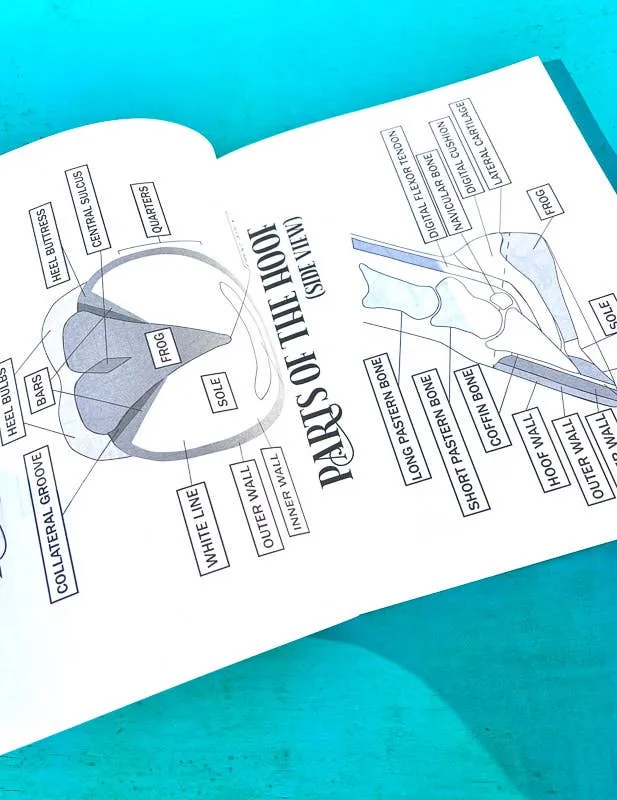 The Book of Equestrian Diagrams & Worksheets